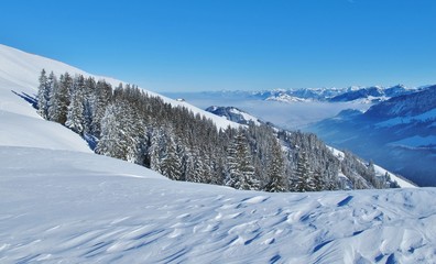 Fototapeta na wymiar Schneelandschaft mit Tannenwald