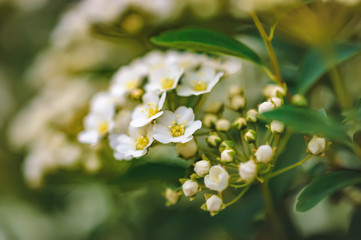 Spring abstract blurred background with blooming white beautiful flowers of Spirea aguta, Brides...