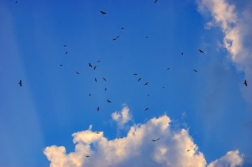 Birds flying in the blue sky. Clouds filled the sky. A lot of birds.