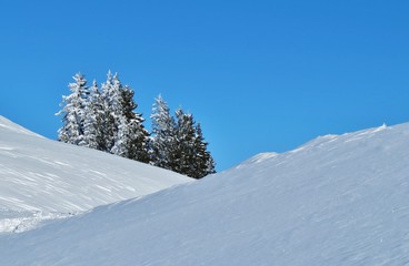 Fototapeta na wymiar Tannen im Schnee