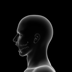 Teeth, Dental Model, Open Mouth