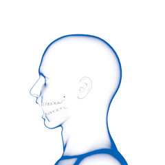 Teeth, Dental Model, Open Mouth