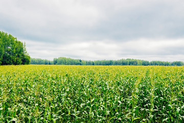 Fototapeta na wymiar extensive corn field