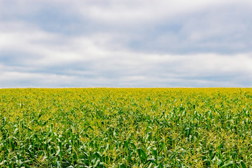 extensive corn field