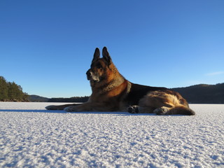 German Shepherd laying on a frozen lake