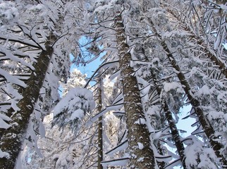 Verschneiter Wald