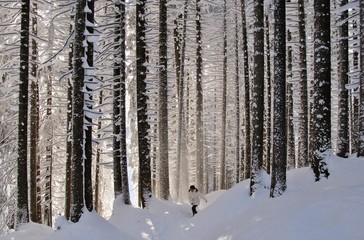 Winterwald