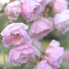 Fototapeta premium Raindrops on Pink Roses