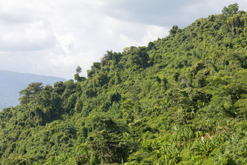 hillside vegetation