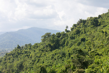 hillside rainforest