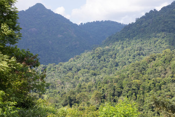 Fototapeta na wymiar landscape rainforest