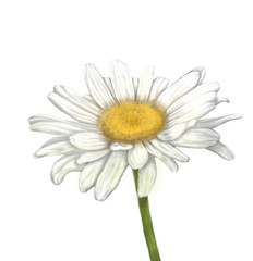 An illustrated daisy on a white background. Drawing of a daisy flower.