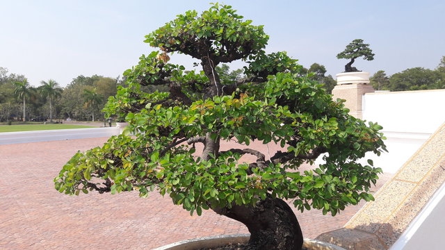 beautiful Siamese rough bush tree