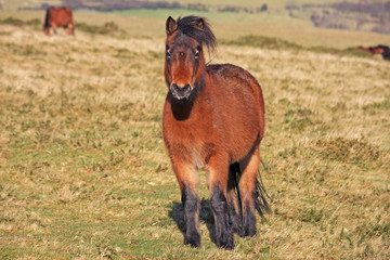 Dartmoor pony