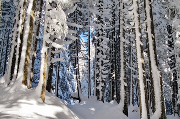 Verschneiter Wald