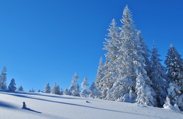 Winterlandschaft mit Tannen
