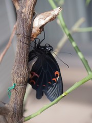 黒アゲハの羽化