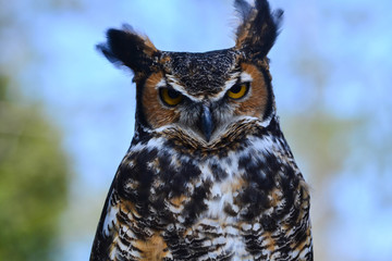 Raptor Birds - Horned Owl