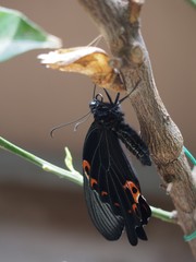 黒アゲハの羽化