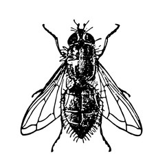 insect fly