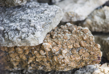 Seashell Graveyard, Fossil Shell Cemetery in Thailand