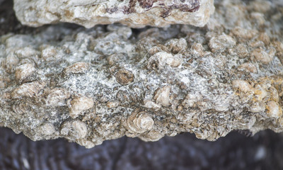 Seashell Graveyard, Fossil Shell Cemetery in Thailand