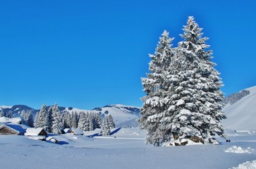 Verschneite Bäume