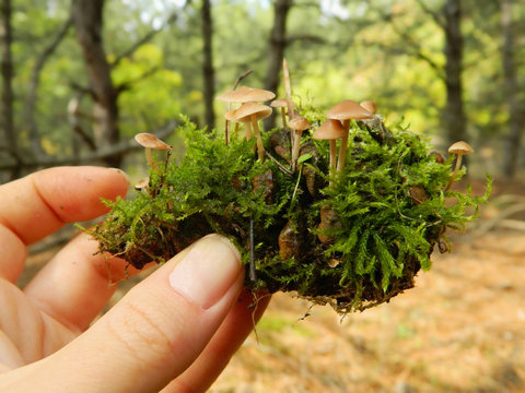 Fototapeta Mushrooms and moss growing on a pine cone. The magic of the forest in the hand