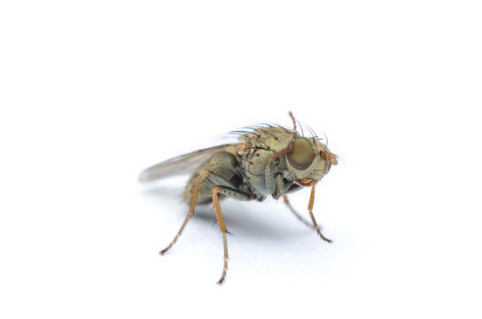 outstanding fruit fly on white dirty paper.