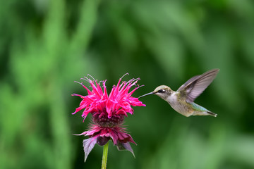 Ruby-throated hummingbird feeding on monarda