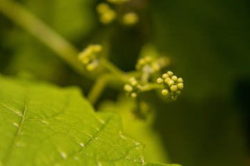 Study of Grapes