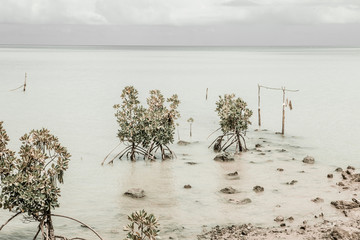 Séchoir à ourites dans le lagon de l'ile Rodrigues couleurs anciennes