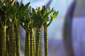 Obraz premium green bamboo on an abstract blue background