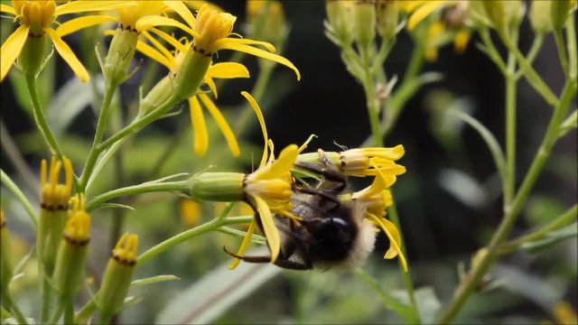 Bumble Bee on yellow flower in forest