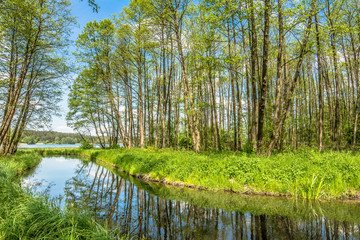 Spring landscape with green forest and river flowing into the lake