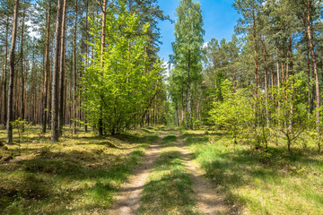 Path in the forest, spring landscape