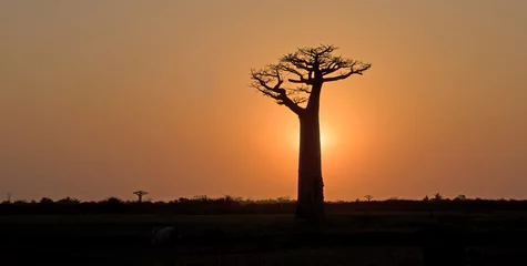 Papier Peint photo Baobab Baobab, Adansonia grandidieri, allée des baobabs,zone protégée, Morondava, Madagascar