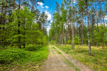 Path in the forest, spring landscape
