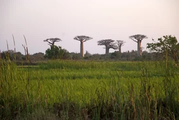 Photo sur Aluminium brossé Baobab Baobab, Adansonia grandidieri, allée des baobabs,zone protégée, Morondava, Madagascar