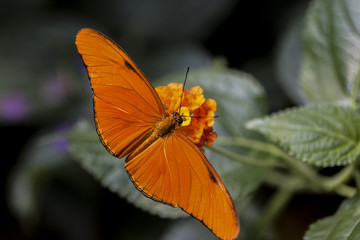 Oranger Schmetterling