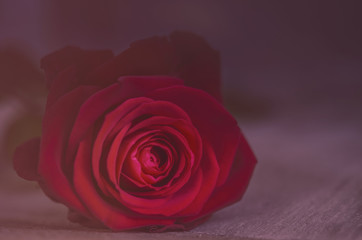 Einzelne Rose, dunkelrot