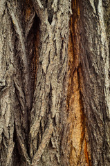 Background of the tree bark