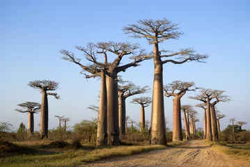 Photo sur Aluminium Baobab Baobab, Adansonia grandidieri, allée des baobabs,zone protégée, Morondava, Madagascar