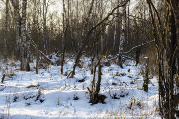 Birch forest in winter