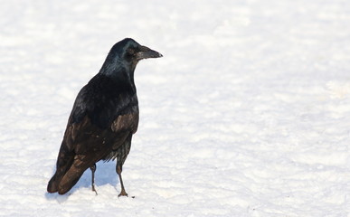 Rook on snow Corvus frugilegus