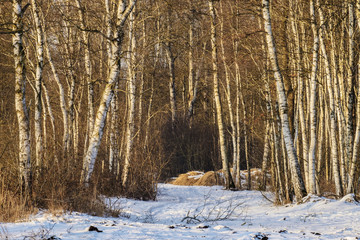 Obraz premium Birch forest in winter