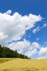 Obraz premium Countryside in summer