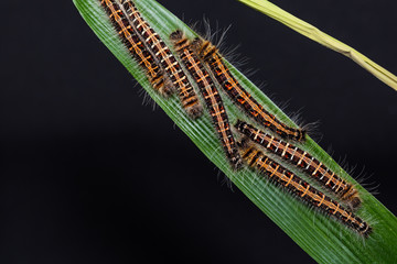 Common Duffer caterpillars