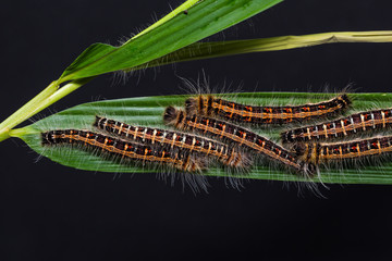 Common Duffer caterpillars