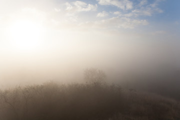 Landscape of a misty forest